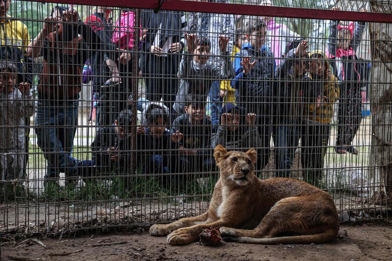 A lion in a cage at Rafah Zoo, where displaced Palestinians sought refuge amid the war between Israel and Hamas. AFP