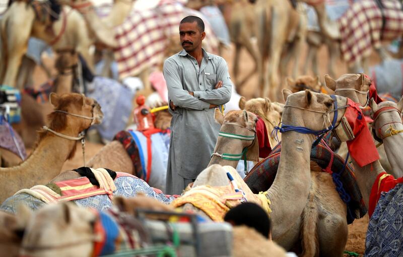 A handler waits to race prior to the start of the Al Marmoom Heritage Festival.