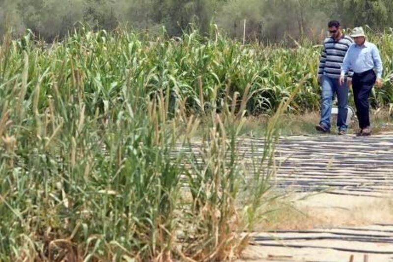 The International Centre for Biosaline Agriculture's irrigation management engineer Basel Al Araj, left, and scientist Dr Nurul Akhand, walk between fields of pearl millet and sorghum at one of the centre's research fields. The centre has identified the genotypes of crops and seeds that are tolerant to different degrees of salinity. Jeff Topping / The National