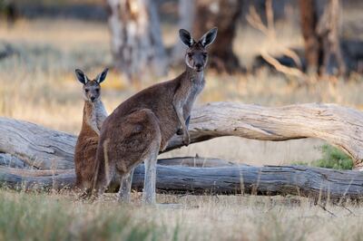 The Unesco-listed Kangaroo Island is a major attraction along Australia's Highway 1. Getty Images