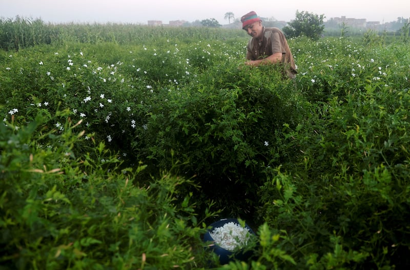 Egyptian farmer El Hag Mohamed harvests jasmine flowers in a field near Shubra Beloula village.