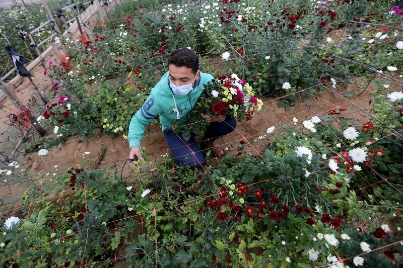 A Palestinian man picks flowers in a field in the southern Gaza Strip. Reuters