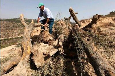 A Palestinian man stands on uprooted olive trees after they were bulldozed to clear a path for the construction of Israel's controversial separation barrier near the West Bank city of Bethlehem.