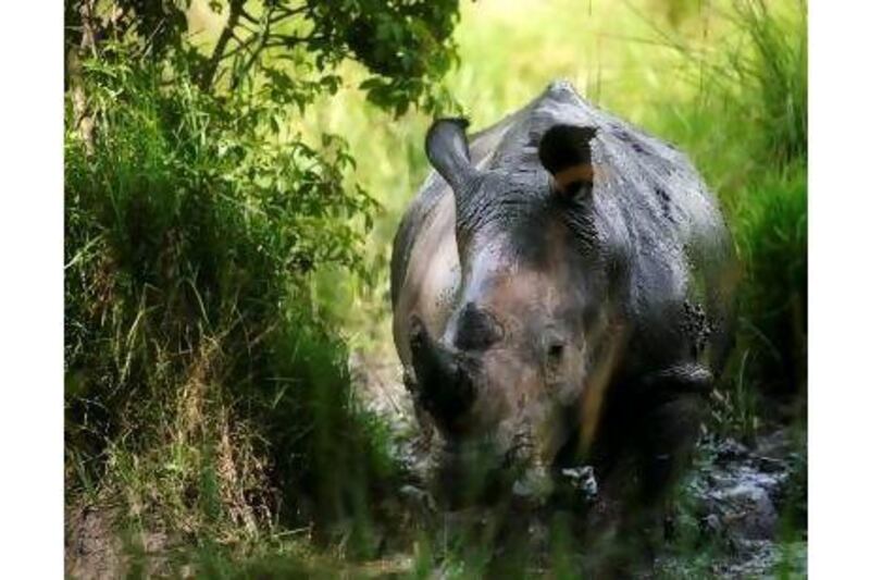 A reader applauds efforts to save rhinos such as this one at Ziwa Rhino Sanctuary, Uganda. The Washington Post