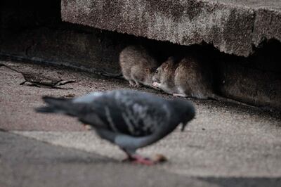 Rats take shelter on a Paris street. AFP


