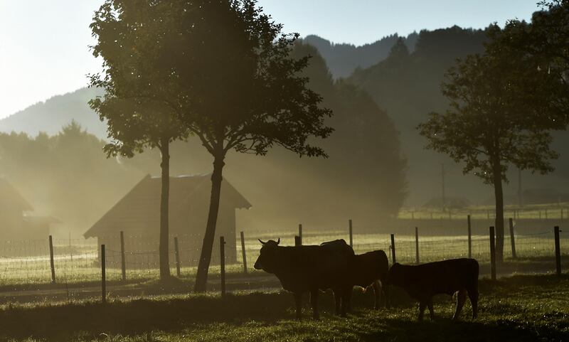 Cows  graze on a meadow in Garmisch-Partenkirchen, southern Germany. Angelika Warmuth / dpa via AP