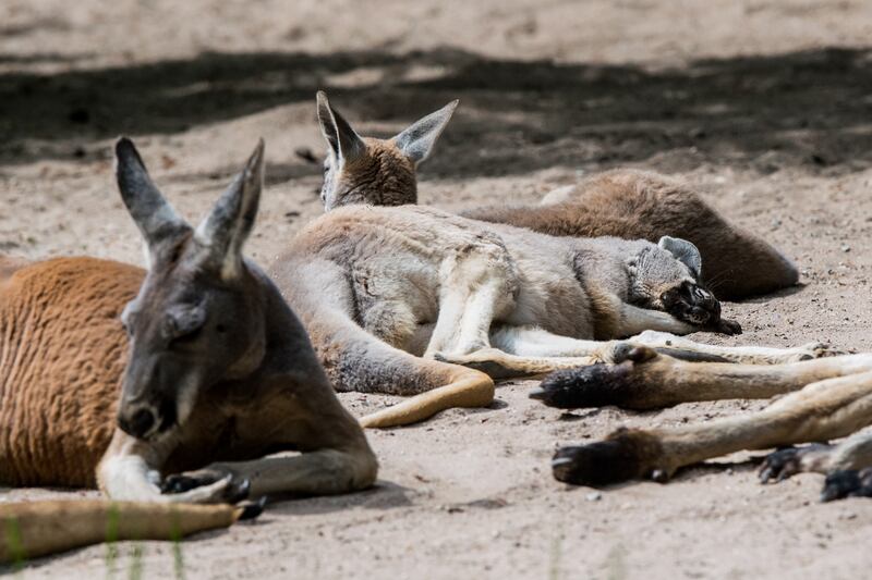 Red kangaroos lie in their enclosure in Munich, Germany. EPA