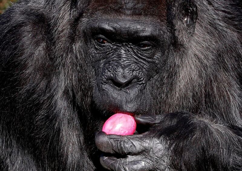 Western lowland gorilla Fatou eats a hard-boiled Easter egg at the Berlin Zoo, Germany. Reuters