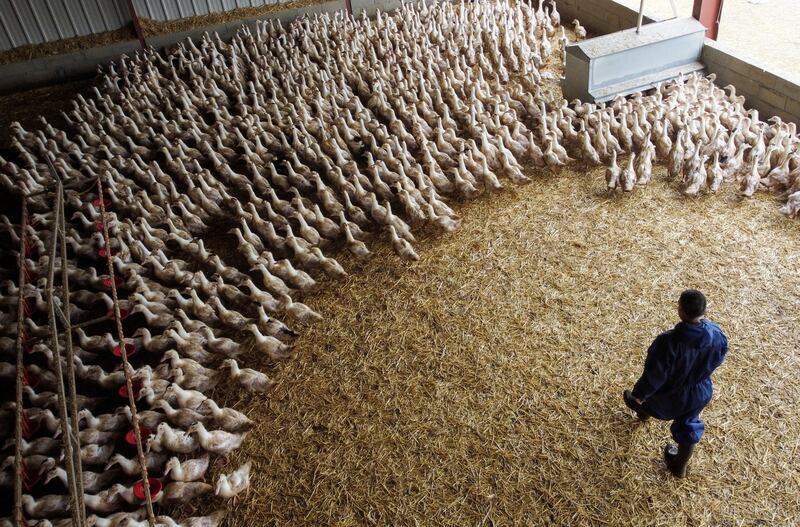 Ducks at a poultry farm in Castelnau-Tursan, France. Reuters