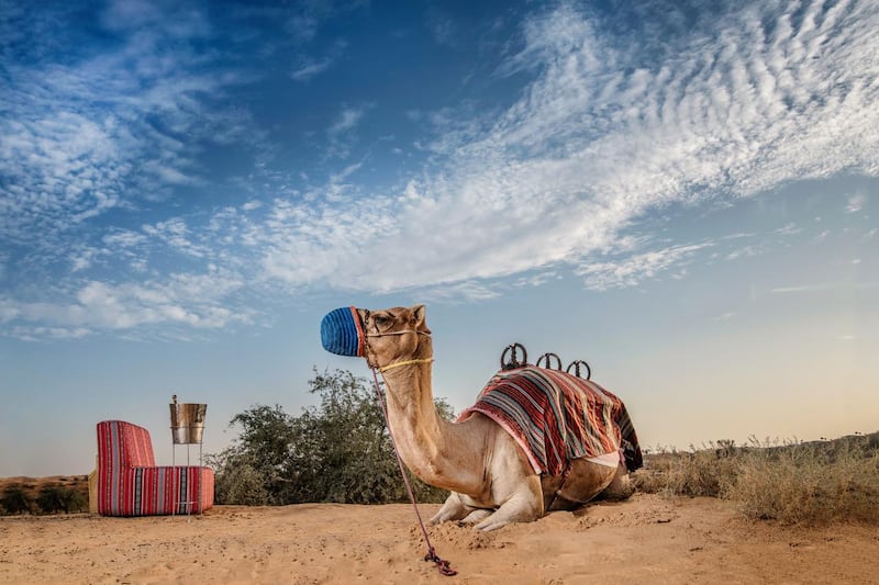 A camel rests after bringing guests out into the desert in Ras Al Khaimah. Courtesy of Ritz Carlton Al Wadi