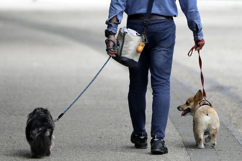 A man walks dogs on leash at a park in Tokyo, Japan, on Tuesday, July 9, 2019. Japan’s wages dropped for a fifth month, according to Japan's Ministry of Health, Labour and Welfare, adding to concerns over the resilience of consumer spending as a sales tax increase approaches in October. Photographer: Kiyoshi Ota/Bloomberg