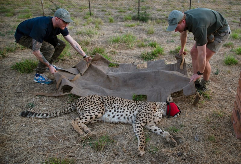 A male cheetah is loaded onto a stretcher after being tranquilised by wildlife veterinarian, Andy Frasier, right, at a reserve near Bella Bella, South Africa.