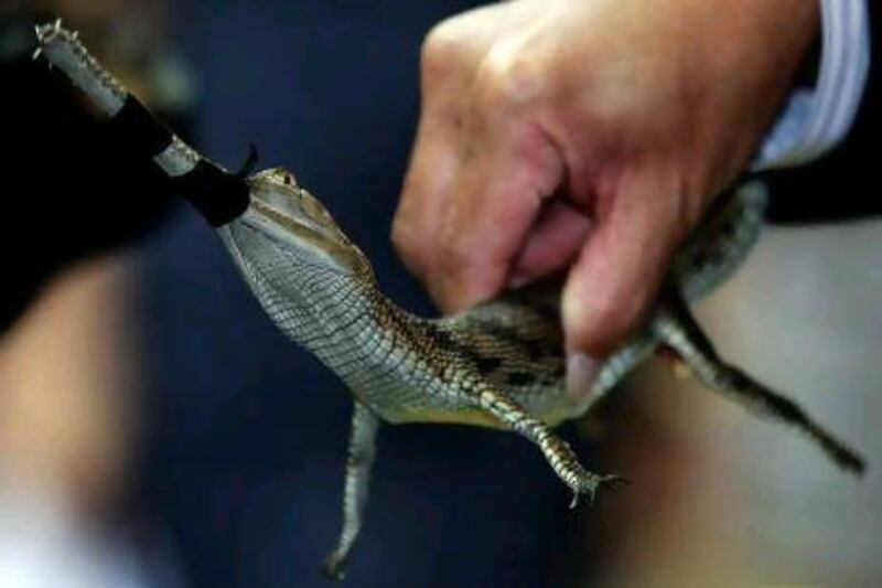 A Thai customs officer shows a gharial, a type of crocodile native to India, at a news conference on wildlife seized in Bangkok.