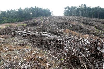 This picture taken on May 19, 2017 shows a forest that was recently cleared to plant oil palm trees in Jambi, south Sumatra. 
Global Forest Watch released the latest data showing that tree cover loss in Indonesia remains high and the acceleration can be largely attributed to massive expansion of oil palm plantations.  Nearly half of the tree cover loss occurred in the Kalimantan region, where palm oil plantations have grown enormously since 2005 while in Sumatra, tree cover loss slowed—but only because the region no longer has accessible primary forest to cut. / AFP PHOTO / GOH CHAI HIN