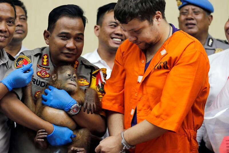 Denpasar police chief Ruddi Setiawan, center left, holds a two-year-old male orangutan as Russian Andrei Zhestkov, center right, stands during a press conference in Bali, Indonesia on Monday, March 25, 2019. Indonesian authorities have arrested the Russian tourist who was attempting to smuggle a drugged orangutan out of the resort island of Bali, a conservation official said Sunday. Orangutans are listed as critically endangered by the International Union for the Conservation of Nature. (AP Photo/Firdia Lisnawati)