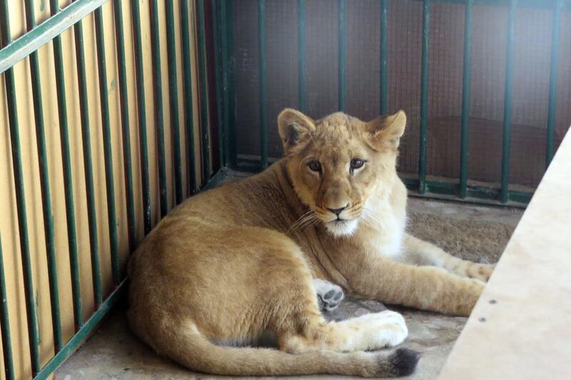 Authorities in the UAE confiscated this lioness from a residential home. Photo: WAM