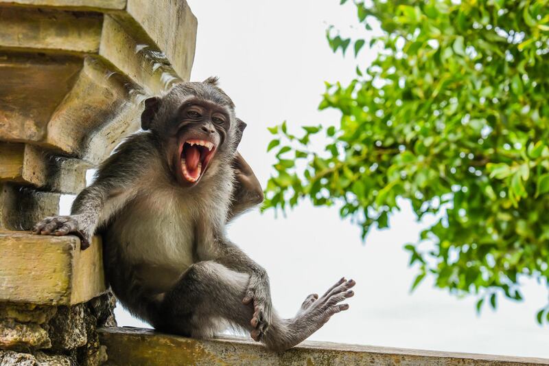 Macaque Striking a Pose. Luis Martí / Comedy Wildlife Photo Awards 2020