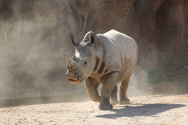 A baby southern white rhinoceros will join other animals at the Al Ain Zoo. All photos: Al Ain Zoo