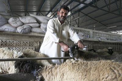 Livestock trader Fazal Bakht says prices for local breeds have jumped with overseas animals in short supply. Mona Al Marzooqi / The National