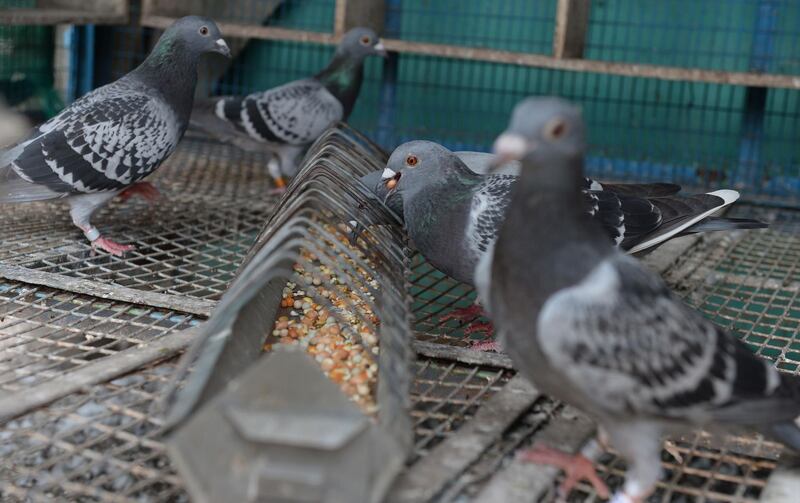 In this photo taken on February 27, 2019 Indian racing pigeons feed in a cage in Chennai, ahead of a long distance race from Telangana state back to Tamil Nadu. Indian pigeons fanciers set off their racing birds in a race from Sirpur Kagaznagar to Chennai on February 28, and out of the 174 pigeons that set off in the 24-hour, 812 kilometre (504 mile) race, 36 reached the finish line. / AFP / ARUN SANKAR
