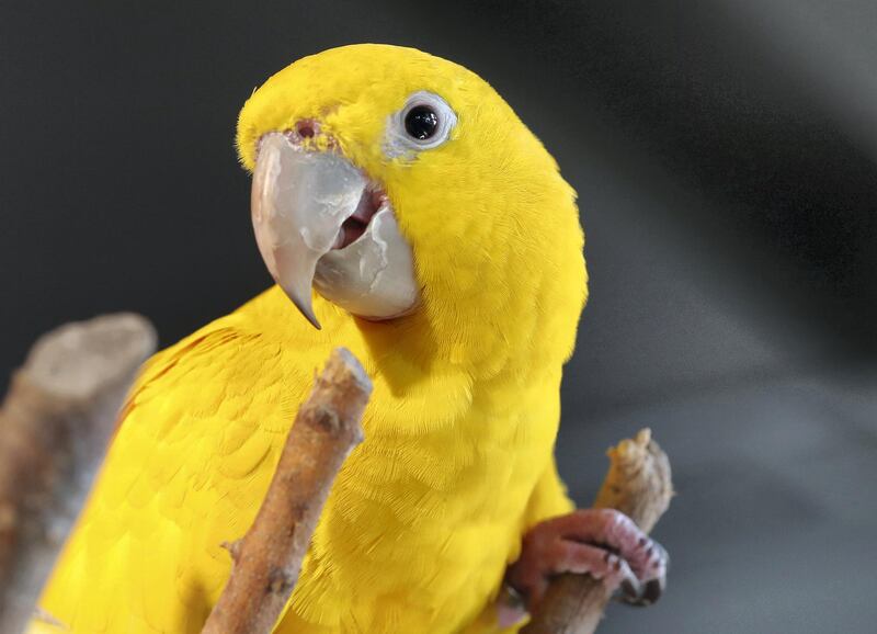 Dubai, United Arab Emirates - July 03, 2019: Golden Conure. The Green Planet for Weekender. Wednesday the 3rd of July 2019. City Walk, Dubai. Chris Whiteoak / The National