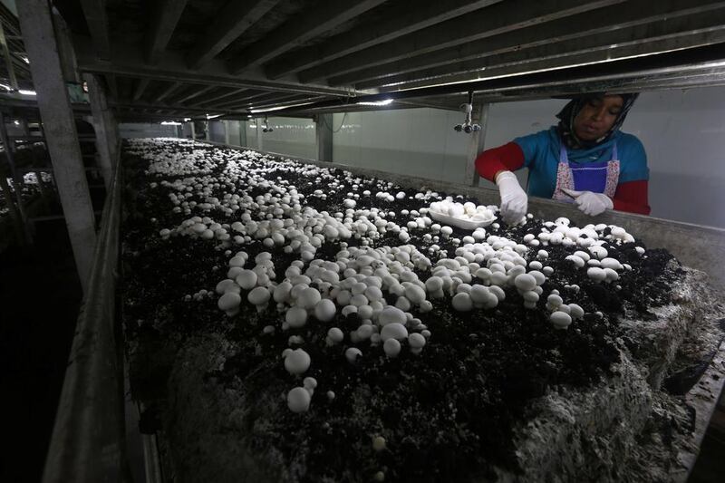 The four friends produce some four of five tonnes of the Amoro mushrooms – after which the project is named – every month. Jaafar Ashtiyeh/AFP Photo