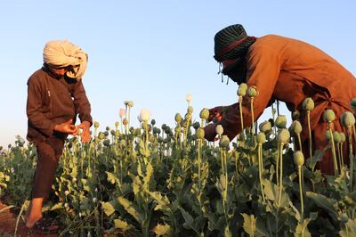 Afghan farmers harvest poppies in Nad Ali district of Helmand province, shortly before the country's Taliban rulers banned such cultivation. AP Photo