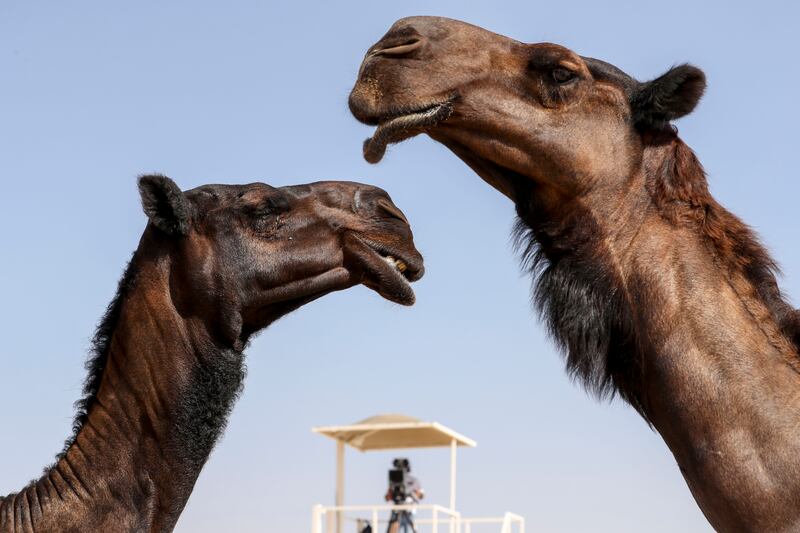 The festival also presents the Bedouin lifestyle to the world.