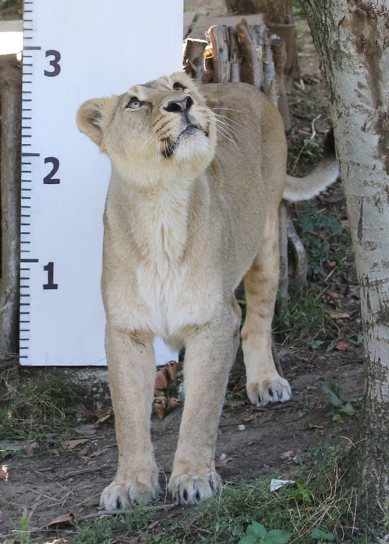 Asiatic lionness Heidi stands next to a measuring scale during a photocall at London Zoo.  AFP
