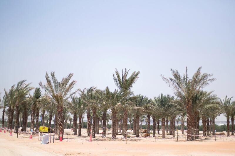 DUBAI, UNITED ARAB EMIRATES - May 30 2019.

Palm trees at EXPO 2020's nursery.

Expo 2020's 22-hectare nursery home to thousands of water-efficient native and adaptive plants and trees.

Greening the 4.38 square km Expo site off Jebel Ali is a massive undertaking, with 12,157 trees and palm trees, more than 256,000 shrubs and thousands more of ornamental and flowering plants and grass.

 (Photo by Reem Mohammed/The National)

Reporter: 
Section: NA
