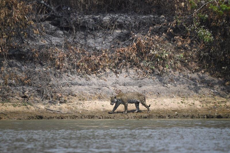 An injured adult male jaguar walks along the bank of a river at the Encontros das Aguas Park, in the Porto Jofre region of the Pantanal. AFP