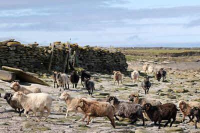 Livestock on the Orkney Islands in Scotland, where the Cop26 summit delivered a pledge to cut methane emissions. AFP