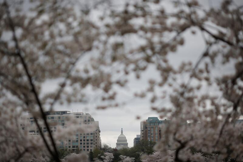 The U.S. Capitol Building is seen through a pair of cherry trees at the Tidal Basin near the National Mall in Washington, U.S., March 31, 2021. REUTERS/Tom Brenner