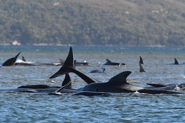 Hundreds of pilot whales were stranded on a sandbank at Macquarie Harbour on the west coast of Tasmania. Courtesy: Getty Images