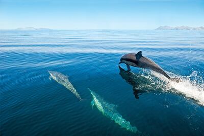 Long-beaked common dolphins skimming the water, Baja California aboard the National Geographic Sea Bird, April 2012. Photo by Sven-Olof Lindblad