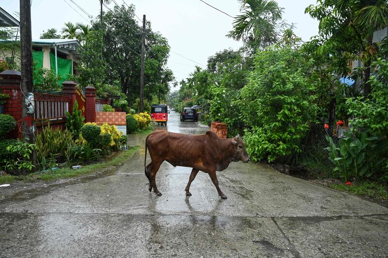 A cow walks on an almost empty street in Kyauktaw, in Myanmar’s Rakhine state. AFP