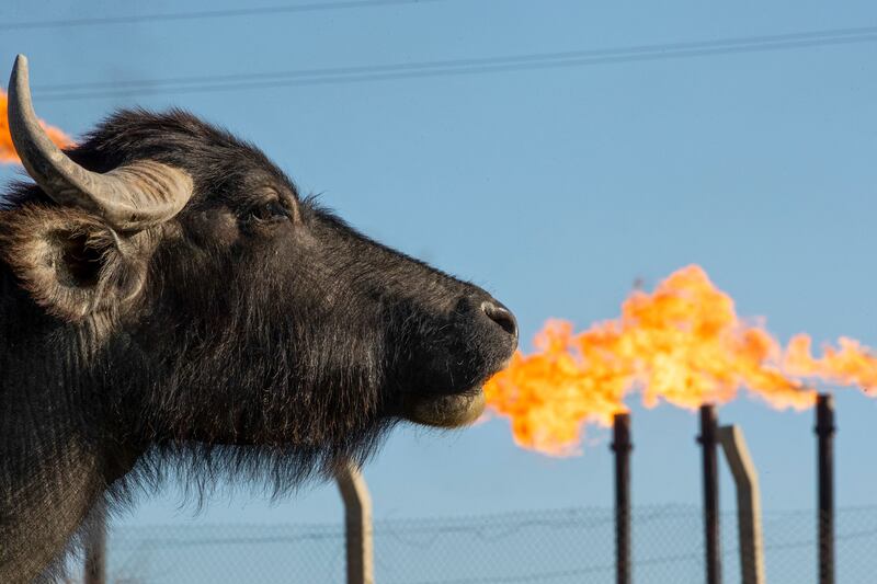 A water buffalo grazes in a field in front of the Nahr Bin Omar oil field and facility near Iraq's southern port city of Basra. AFP
