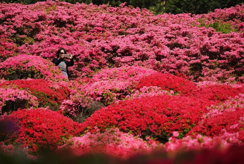 A visitor photographs azaleas in full bloom at Nagushiyama Park in Sasebo, Nagasaki Prefecture, Japan. Eugene Hoshiko / AP Photo