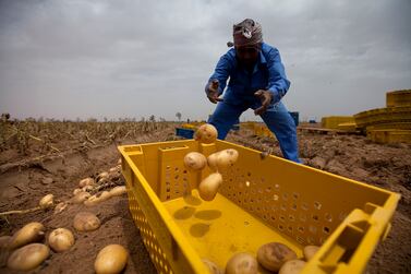 Al Ain, United Arab Emirates, April 21, 2013: 
Laborers work the day away harvesting potatoes at the Al Ain Wheat Farm, owned by Elite Agro Co., on Monday, April 22, 2013, at the farm outside of Al Ain, close to the UAE border with Oman. The farm, with its 45 hectares is the largest one of 43 Abu-Dhabi emirate farms, which are participating in a first-year potato program overseen by the Abu Dhabi Farmer's Services Centre. All of the locally grown potatoes and other produce from the farms are meant for the UAE markets. Silvia Razgova / The National