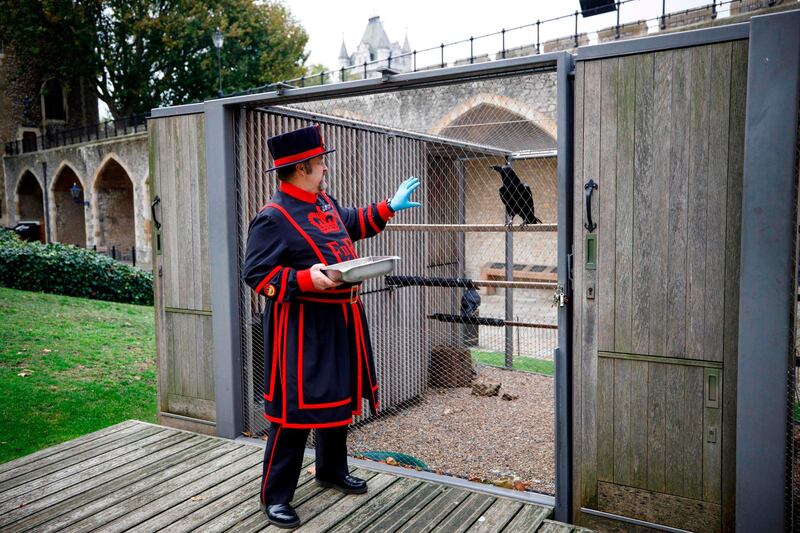 With no people around, Skaife put balloons, ladders and even mirrors in their cages to keep them entertained, and hid food around the Tower grounds for them to find. AFP