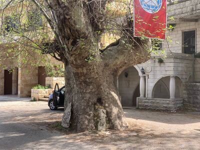 The thick maple tree in Baalchmy that sits next to a public spring. Jamie Prentis / The National