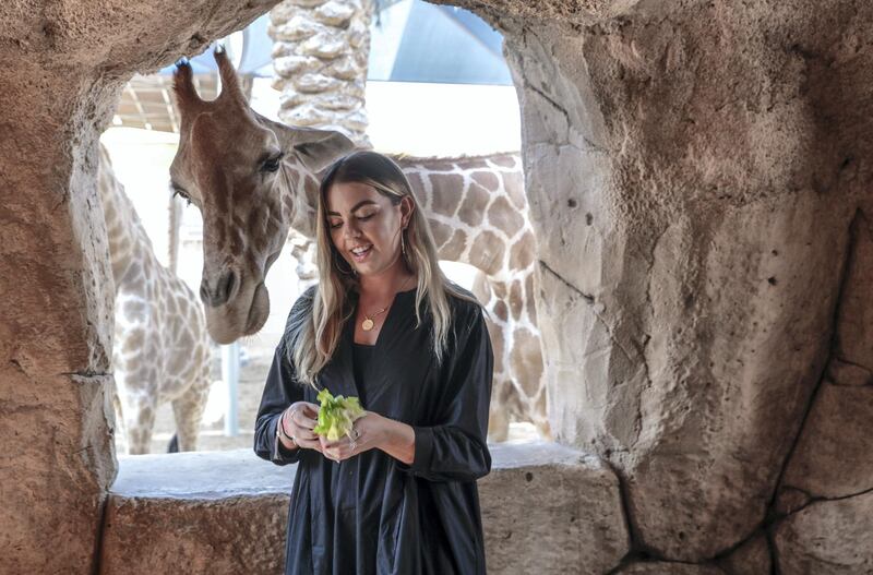 Abu Dhabi, United Arab Emirates, August 4, 2019.  Breakfast with giraffes at the Emirates Park Zoo. —  Sophie Prideaux feeds Amy after gaining her trust during breakfast.
 Victor Besa/The National
Section:  NA
Reporter:  Sophie Prideaux
