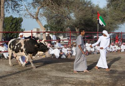 FUJAIRAH, UNITED ARAB EMIRATES- Owners taking their bull for a fight at bull fighting in Fujairah corniche.  Leslie Pableo for The National