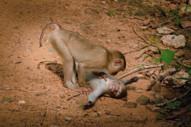 'Monkey wellness center'. Taken in Cambodia. Federica Vinci / Comedy Wildlife 2022