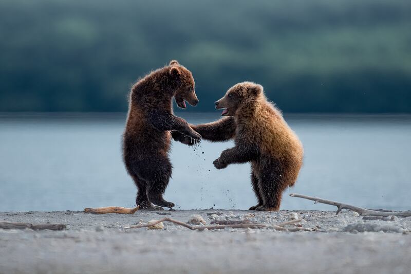 Grizzly bears in Katmai National Park and Preserve, Alaska. Thomas Vijayan / Comedywildlife