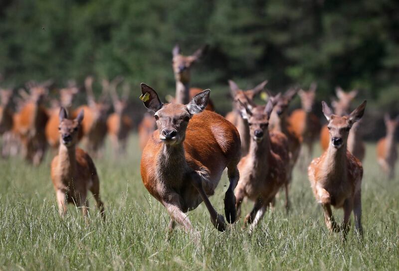 Noble deer run in a nursery forest near the village of Bolochanka, in Belarus. AP Photo