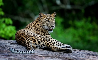 A leopard in Yala National park. Photo: Chandika Jayaratne