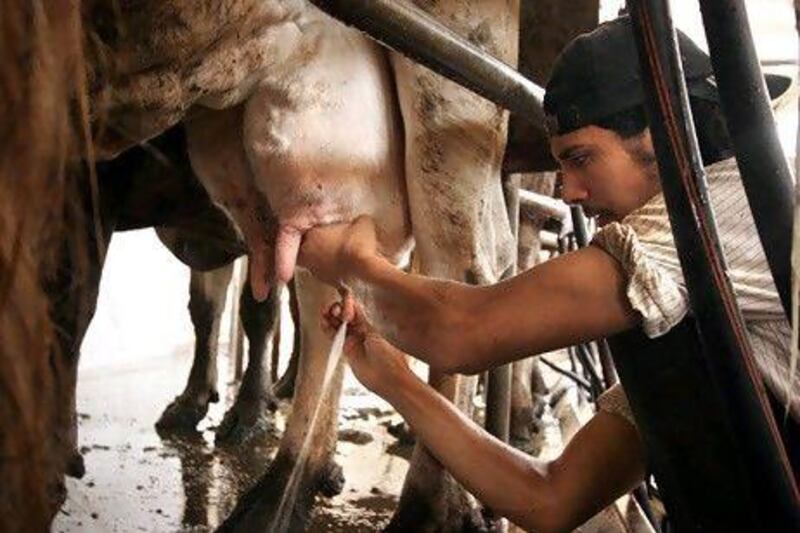 Egypt, the region's most populous country, has among the lowest milk consumption rates per capita in the world.