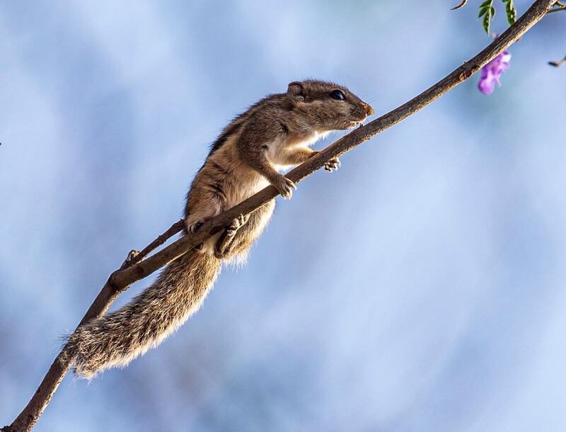 A three-striped ground squirrel (Lariscus insignis) climbs up a tree branch in Kathmandu, Nepal. EPA