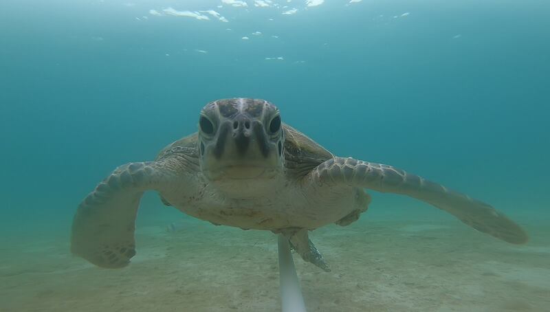 A turtle found in the UAQ lagoon. Photo: Dr Daniel Mateos-Molina and Emirates Nature - WWF